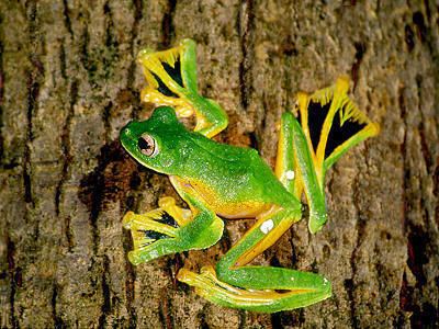 Flying frog Wallace39s Flying Frog Rhacophorus nigropalmatus