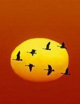 Flying geese paradigm