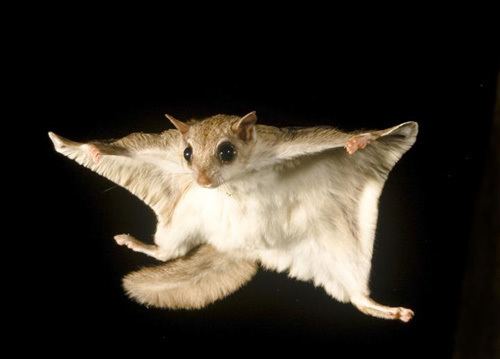 Flying squirrel Art Lander39s Outdoors Kentucky native southern flying squirrel