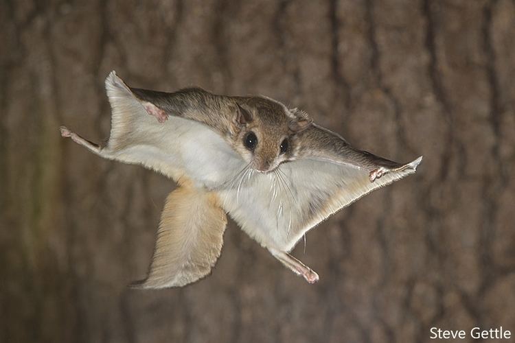 Flying squirrel Flying Squirrels in Flight with Sabre Steve Gettle