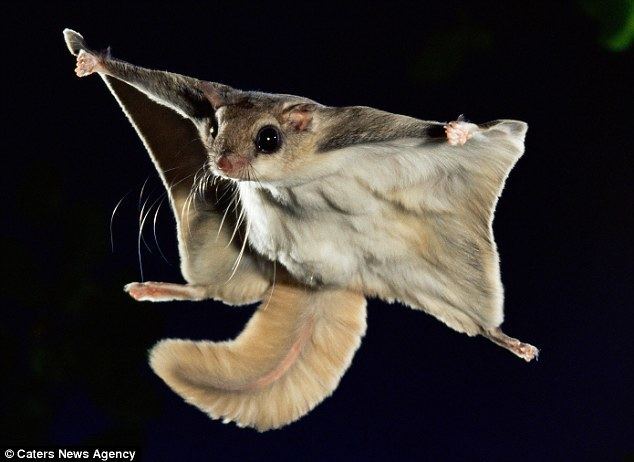 Flying squirrel Incredible images show flying squirrel leaping 150feet through