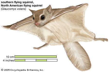 Flying squirrel flying squirrel rodent Britannicacom