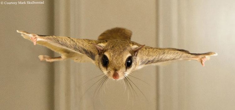 Flying squirrel 1000 images about Southern Flying Squirrel on Pinterest Pets