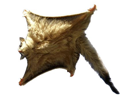 Flying squirrel wwwflyingsquirrelbarcomimagesrealflyingsquir