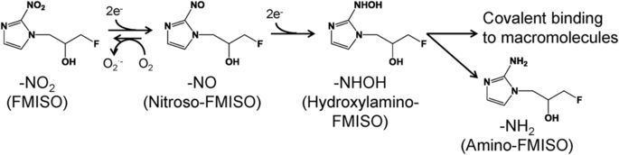 FMISO The accumulation mechanism of the hypoxia imaging probe FMISO by