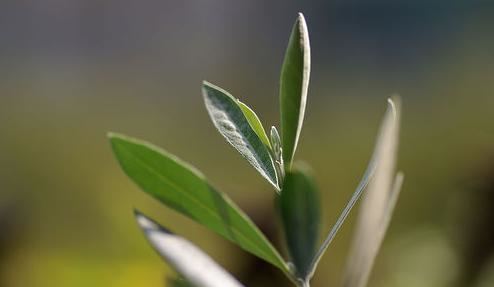 Foglie d'ulivo Estratto di foglie di olivo benefici e preparazione Ambiente Bio