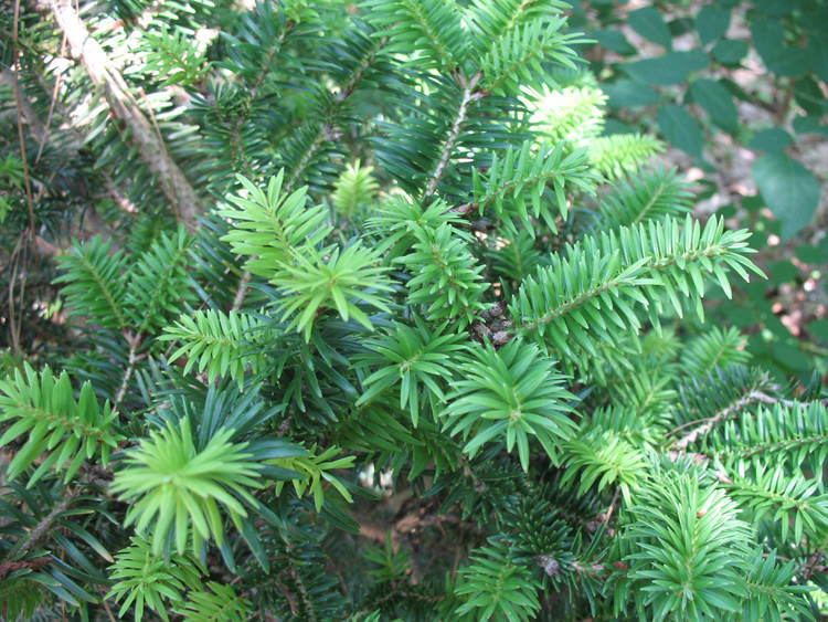 Fokienia Online Plant Guide Fokienia hodginsii Fujian Cypress