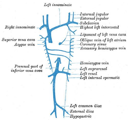 Fold of left vena cava