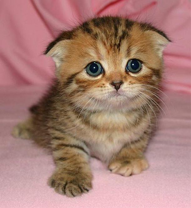 Foldex cat 1000 images about Scottish Fold Cats on Pinterest To be Cats and