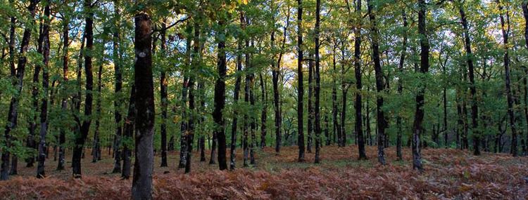 Foloi oak forest Foloi Oak Forest of Peloponnese Landlife Travel