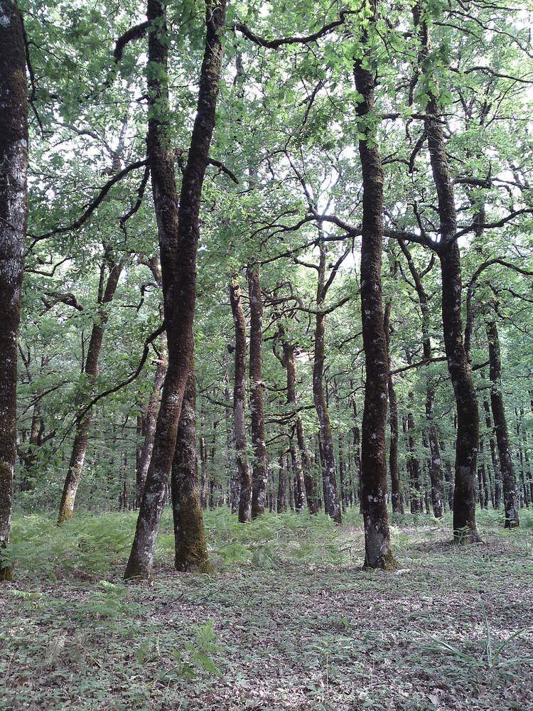 Foloi oak forest httpsuploadwikimediaorgwikipediacommons22