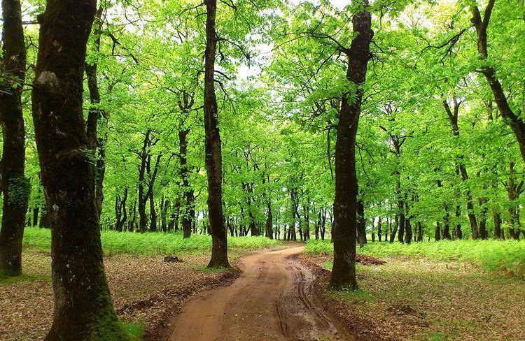 Foloi oak forest Timothy39s Family In the steps of Hercules Timothy39s Family