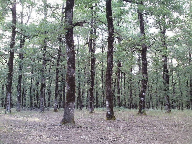 Foloi oak forest Foloi oak forest Wikipedia