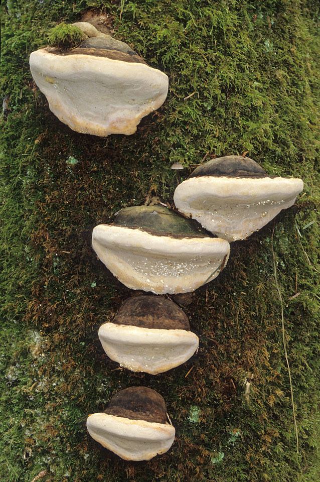 Fomitopsis California Fungi Fomitopsis pinicola