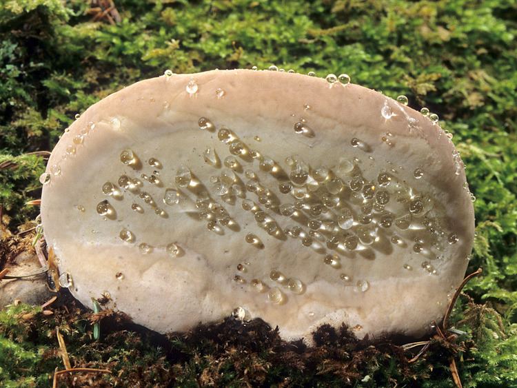 Fomitopsis California Fungi Fomitopsis pinicola