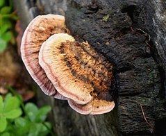 Fomitopsis lilacinogilva httpsuploadwikimediaorgwikipediacommonsthu