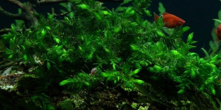 Fontinalis antipyretica Fontinalis antipyretica Tropica Aquarium Plants