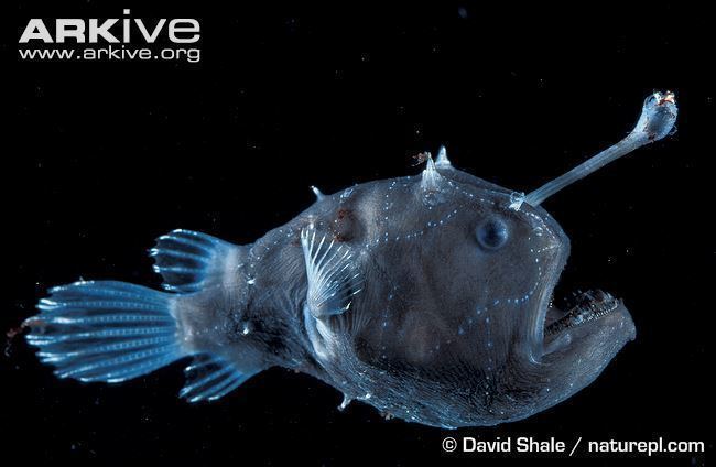 Footballfish Atlantic footballfish videos photos and facts Himantolophus