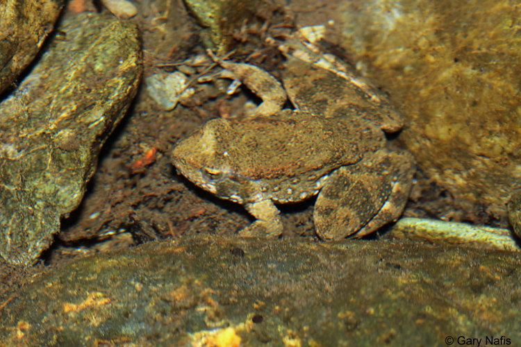Foothill yellow-legged frog Foothill Yellowlegged Frog Rana boylii