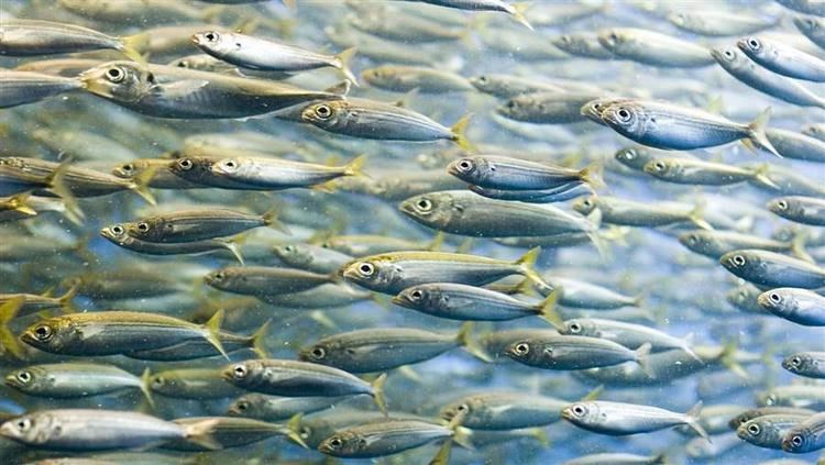 Forage fish Time for Oregon to Protect Forage Fish