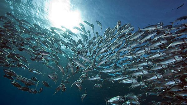 Forage fish Following the forage fish trends