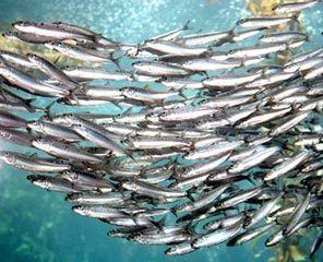 Forage fish Protect forage fish cornerstone of our ocean39s food web Opinion
