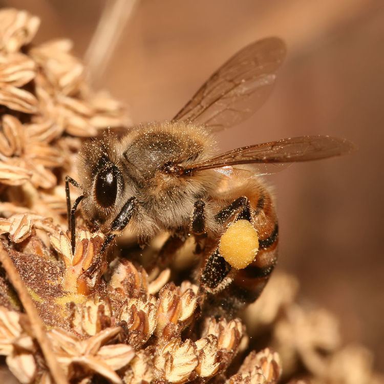 Forage (honey bee)