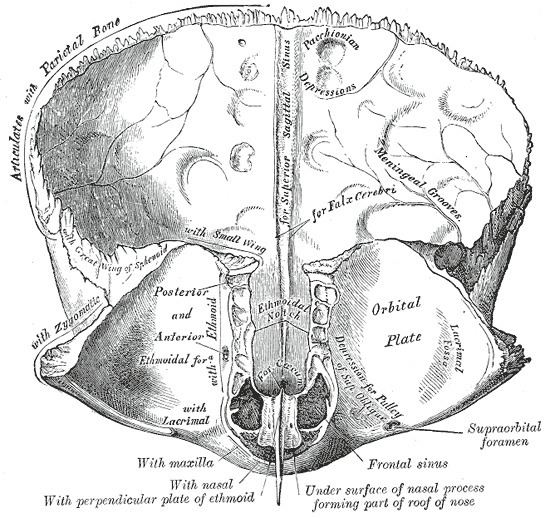 Foramen cecum (frontal bone)