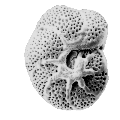 Foraminifera Foraminifera