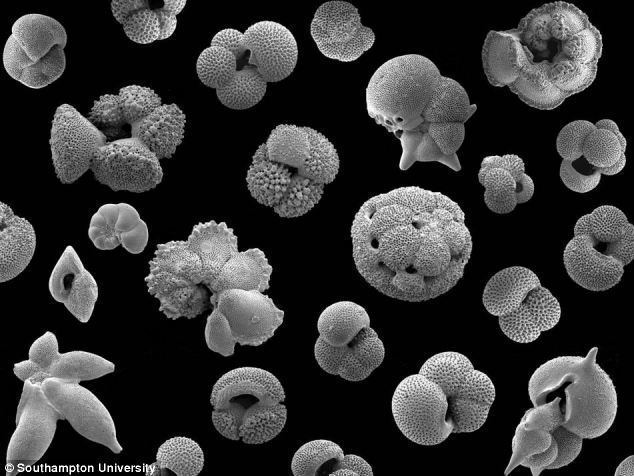 Foraminifera Planktonic foraminifera Ancient fossils the size of sand grains