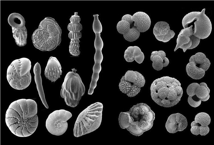 Foraminifera Foram art calcite tests of selected benthic left and planktonic