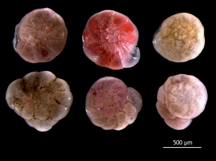 Foraminifera Foraminifera Wikipedia