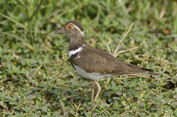 Forbes's plover httpsc1staticflickrcom8757615706112171cc5