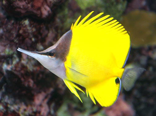 Forcipiger Forcipiger flavissimus lau wiliwili nukunuku 39oi39oi forcepsfish