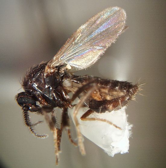 Forcipomyia Forcipomyia species