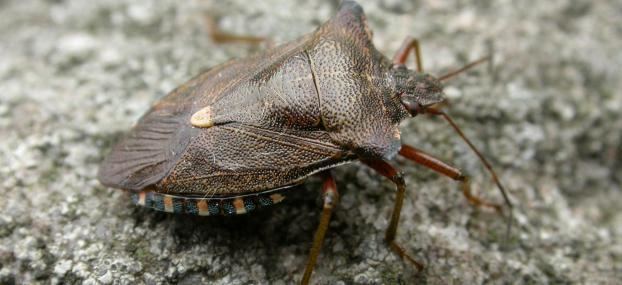 Forest bug The Wildlife Trusts