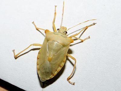 Forest bug Pentatomidae Pentotoma rufipes Forest Bug