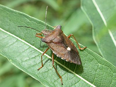 Forest bug forest bug