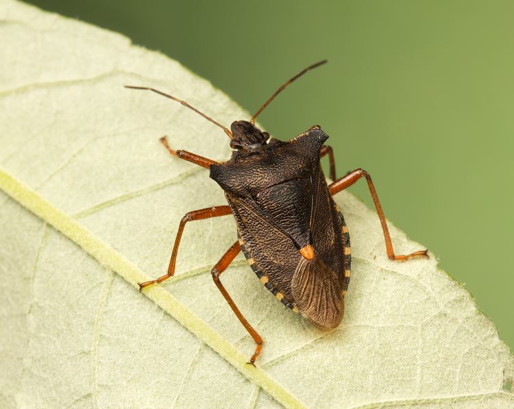 Forest bug Bug 1