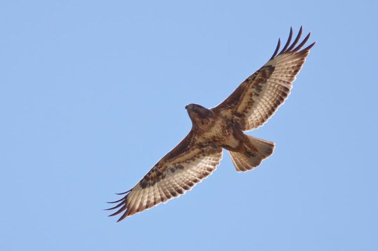 Forest buzzard The Buzzard Problem Differentiating Steppe Jackal and Forest