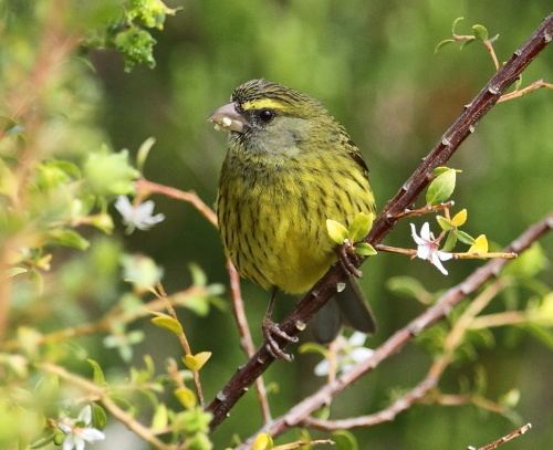 Forest canary Forest Canary Crithagra scotops Buckham Birding