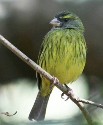 Forest canary Forest Canary BirdForum Opus