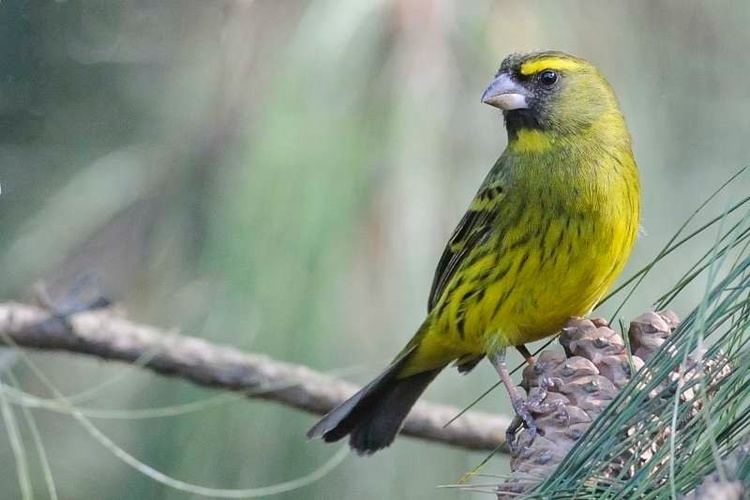 Forest canary Forest Canary