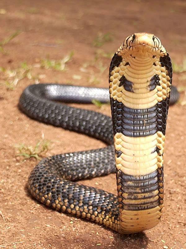 Venomous Black Forest Cobra through Google Glass 