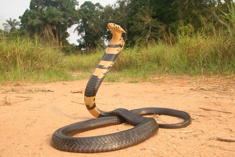 Forest cobra Forest Cobra Facts and Pictures Reptile Fact