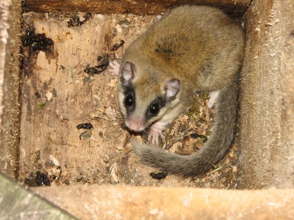 Forest dormouse Lithuanian fund for nature Edible Dormouse