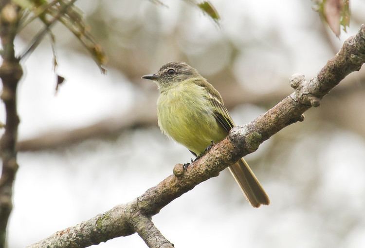 Forest elaenia Sapayoa Ecuador Bird Photos Photo Keywords FOREST ELAENIA