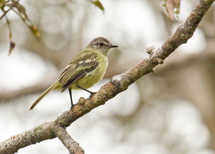Forest elaenia Sapayoa Ecuador Bird Photos Photo Keywords FOREST ELAENIA
