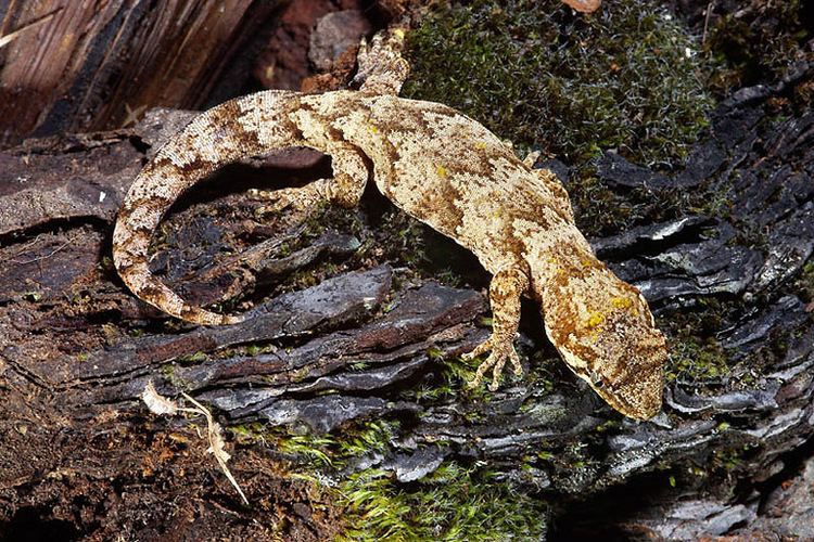 Forest gecko Forest Gecko