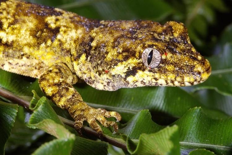 Forest gecko Hoplodactylus